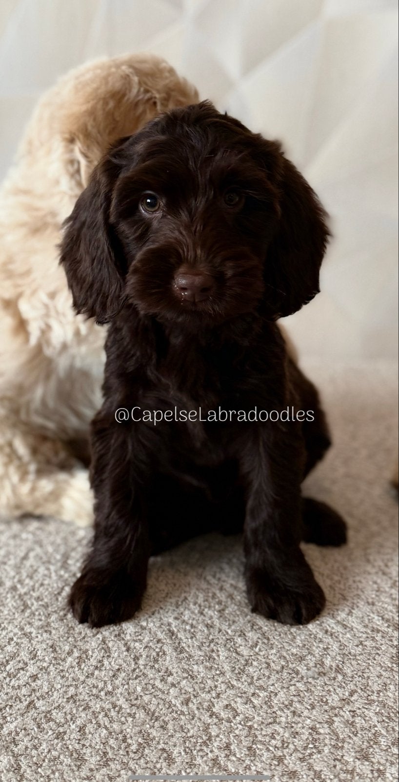 Australian Labradoodle pup Chocolade Bruin, Nederland, Reu, 8 tot 15 weken, Eén hond