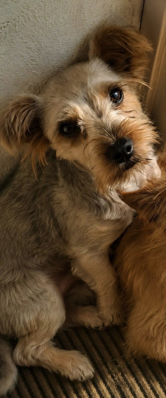 gezocht lief en goed huisje voor sam, Yorkshire Terriër, Particulier, 15 weken tot 1 jaar, Reu