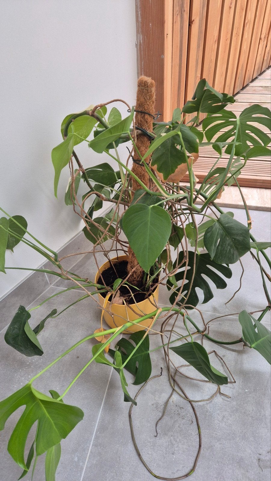 Grote Kamerplant met Mosstok, Huis en Inrichting, Kamerplanten, Ophalen, 100 tot 150 cm, Overige soorten, Halfschaduw