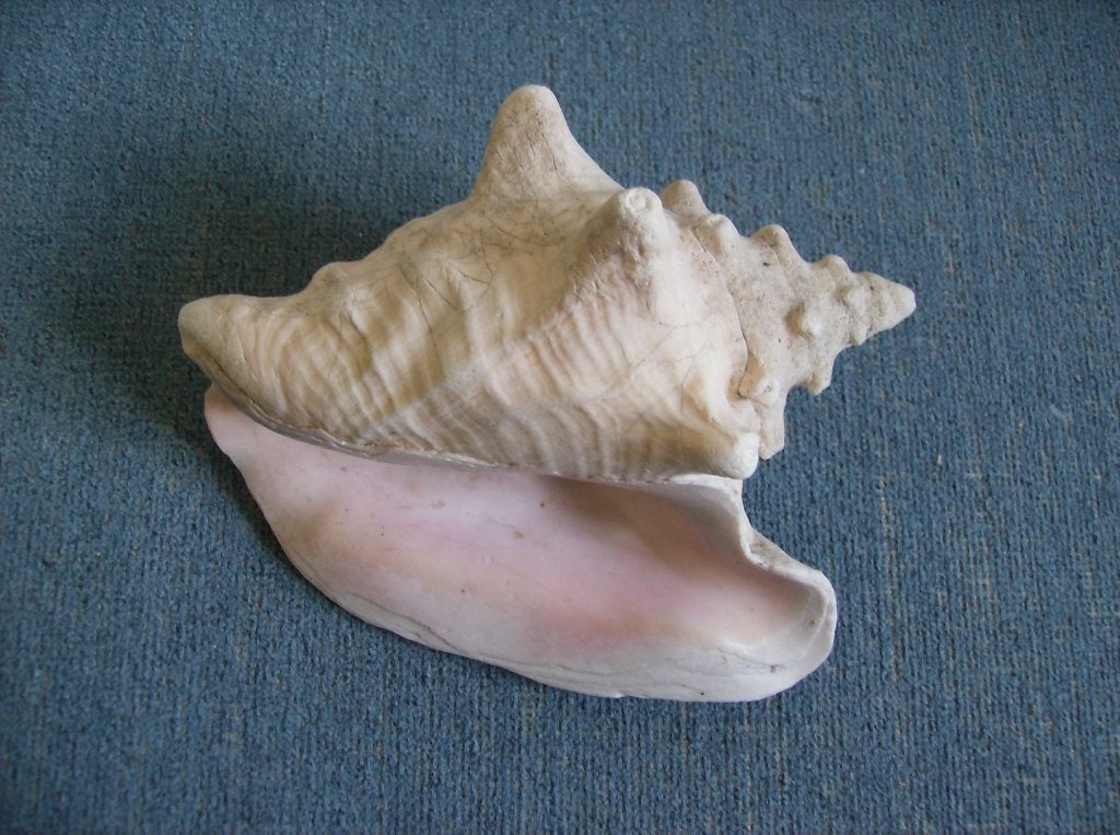 GROTE SCHELP, STROMBUS, GIGAS,IN GOEDE STAAT, Ophalen of Verzenden, Schelp(en)