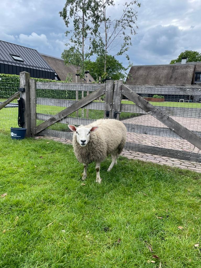 Texelaar, Vrouwelijk, Schaap, 0 tot 2 jaar