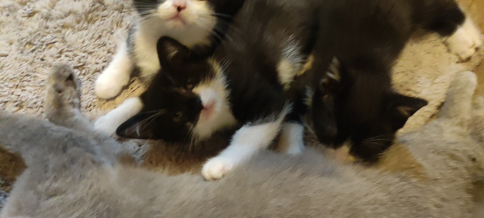 Kittens, nog 1 poes en 2 katen beschikbaar