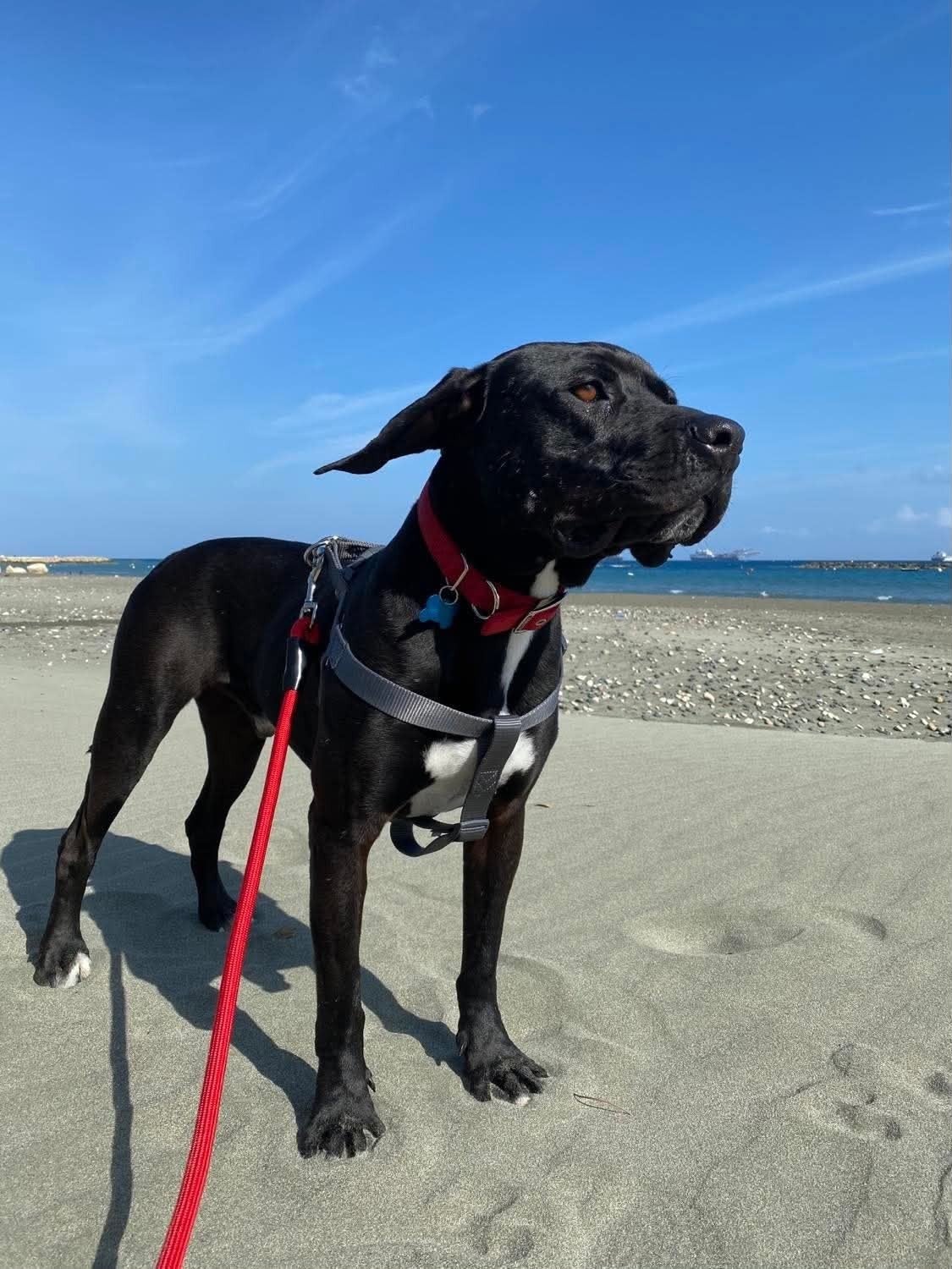 Prachtige Angel wacht op jou, 6 jaar of ouder, Buitenland, Eén hond, Reu