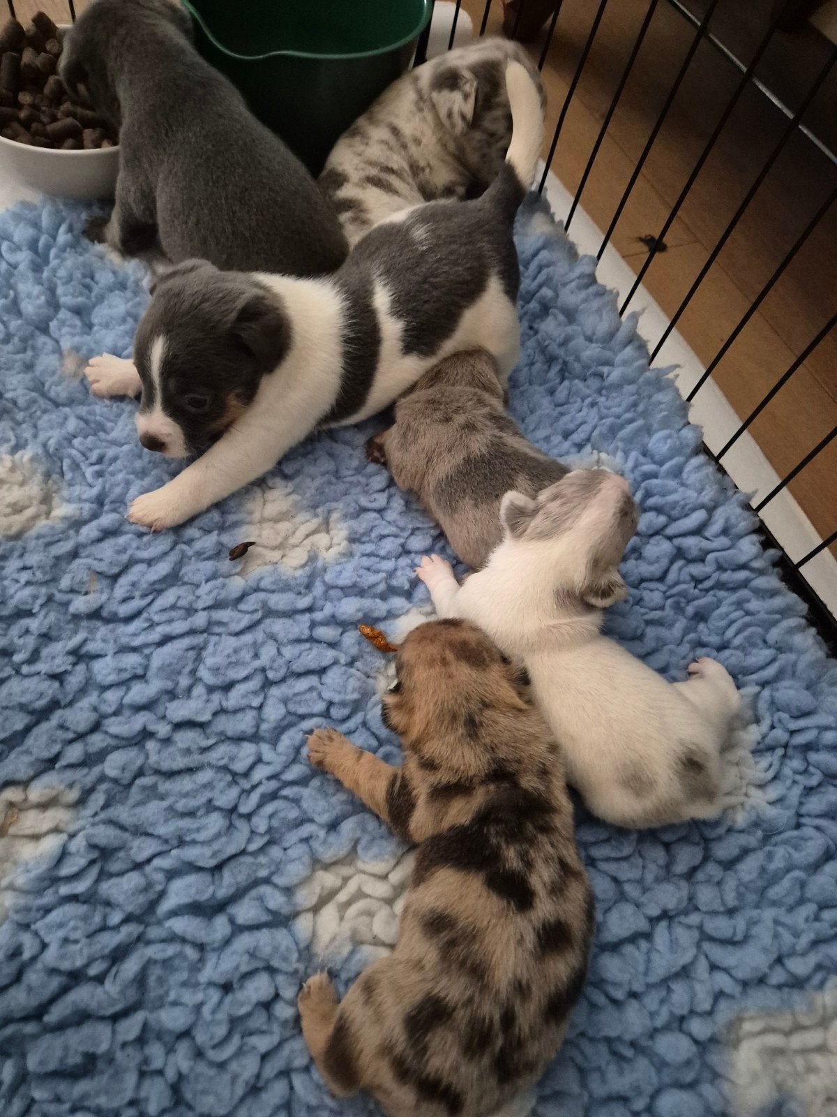 merle jack russell pups teefjes, Dieren en Toebehoren, Honden | Jack Russells en Terriërs, Parvo, Jack Russell Terriër, 8 tot 15 weken