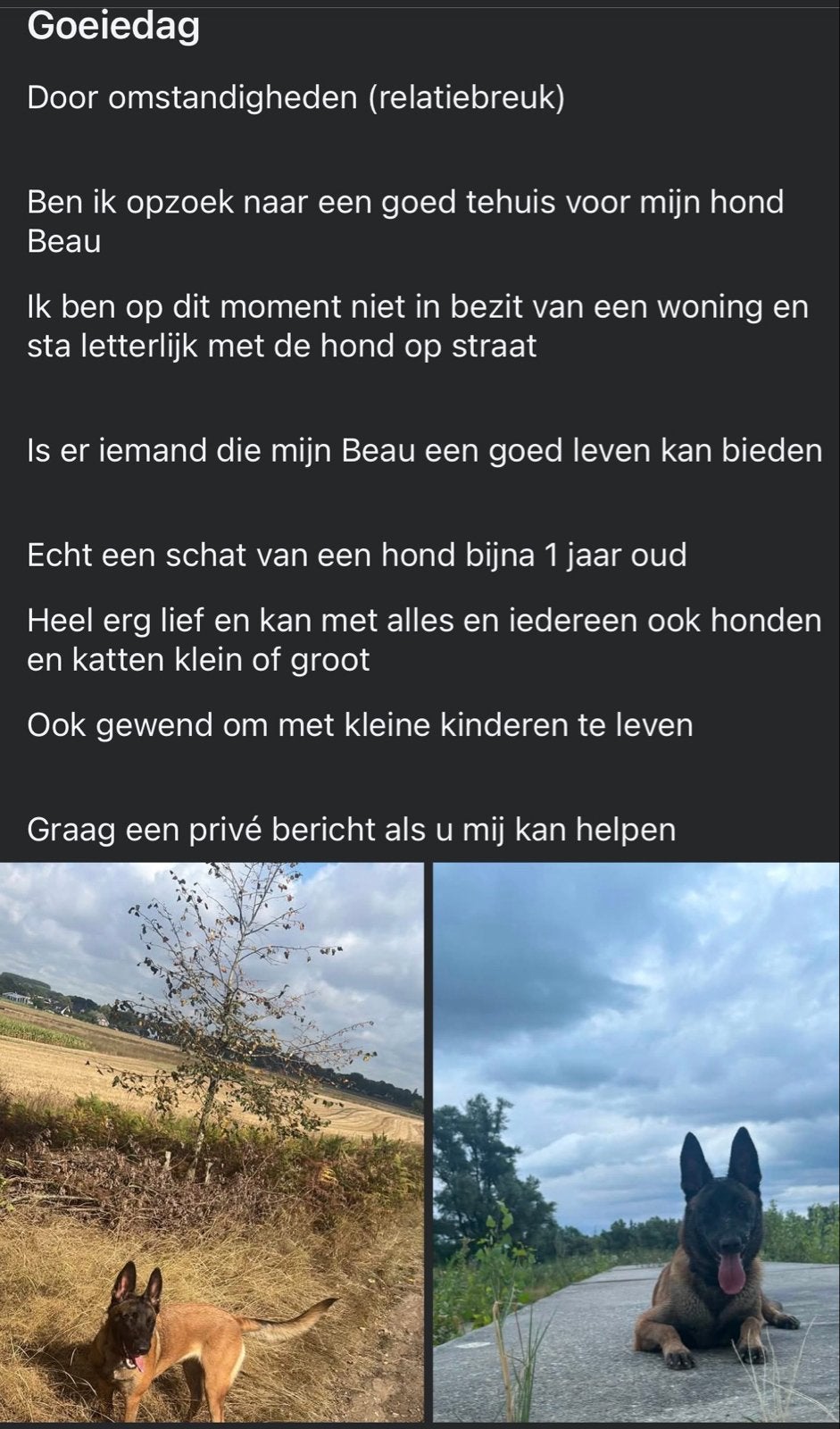 Mechelse herder teef 1 jaar oud, 15 weken tot 1 jaar, CDV (hondenziekte), Teef, Eén hond
