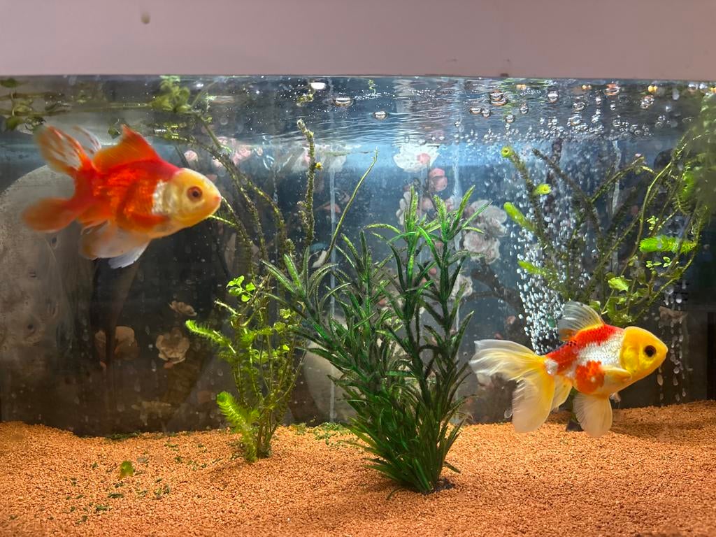 2 LEEUWENKOP goudvis, Dieren en Toebehoren, Vissen | Aquariumvissen, Vis