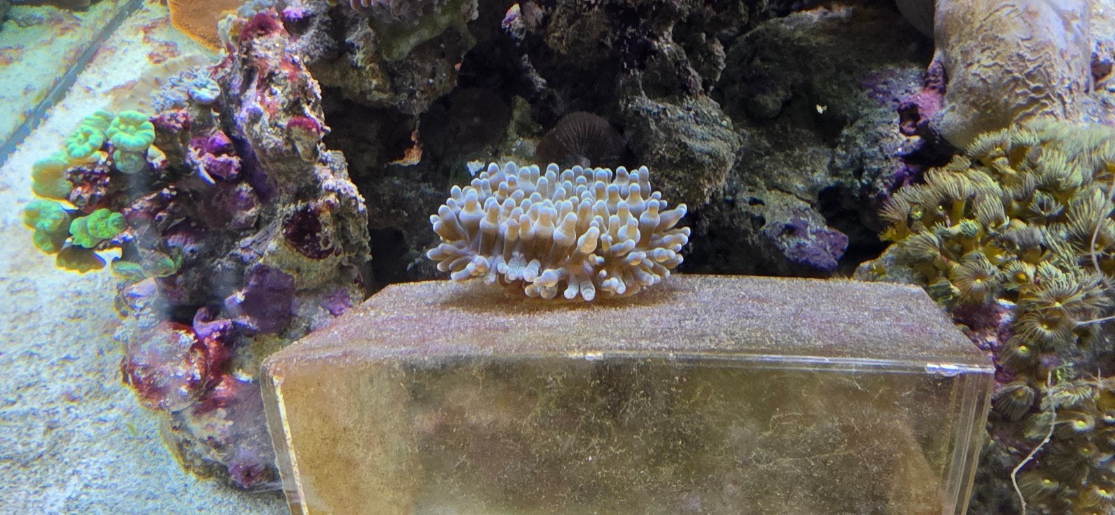 Mooie Bubbels Anemoon / Tepelanemoon (Entacmaea quadricolor), Vis, Zoutwatervis