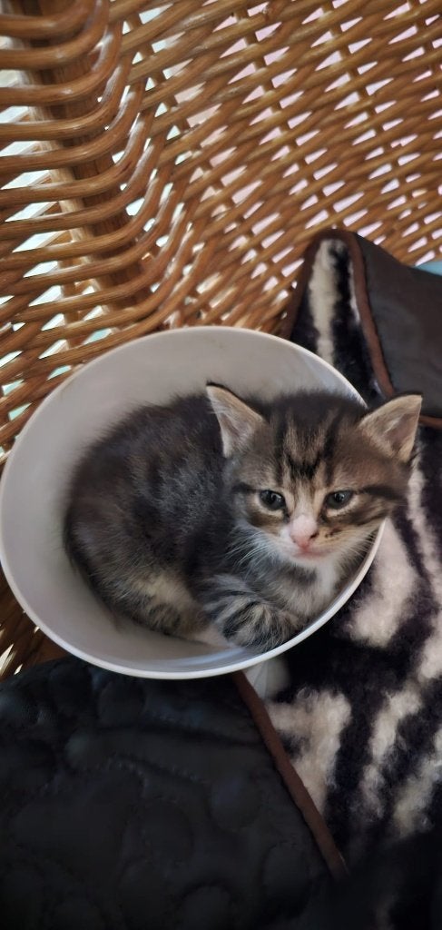 Devon Rex x Ragdoll kittens aangeboden, Meerdere dieren, Gechipt, 0 tot 2 jaar