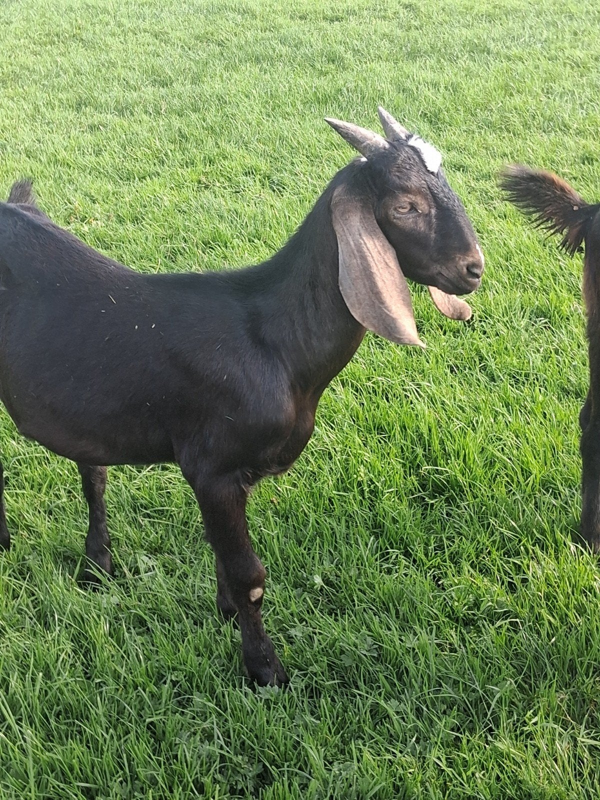 nubische bok te koop