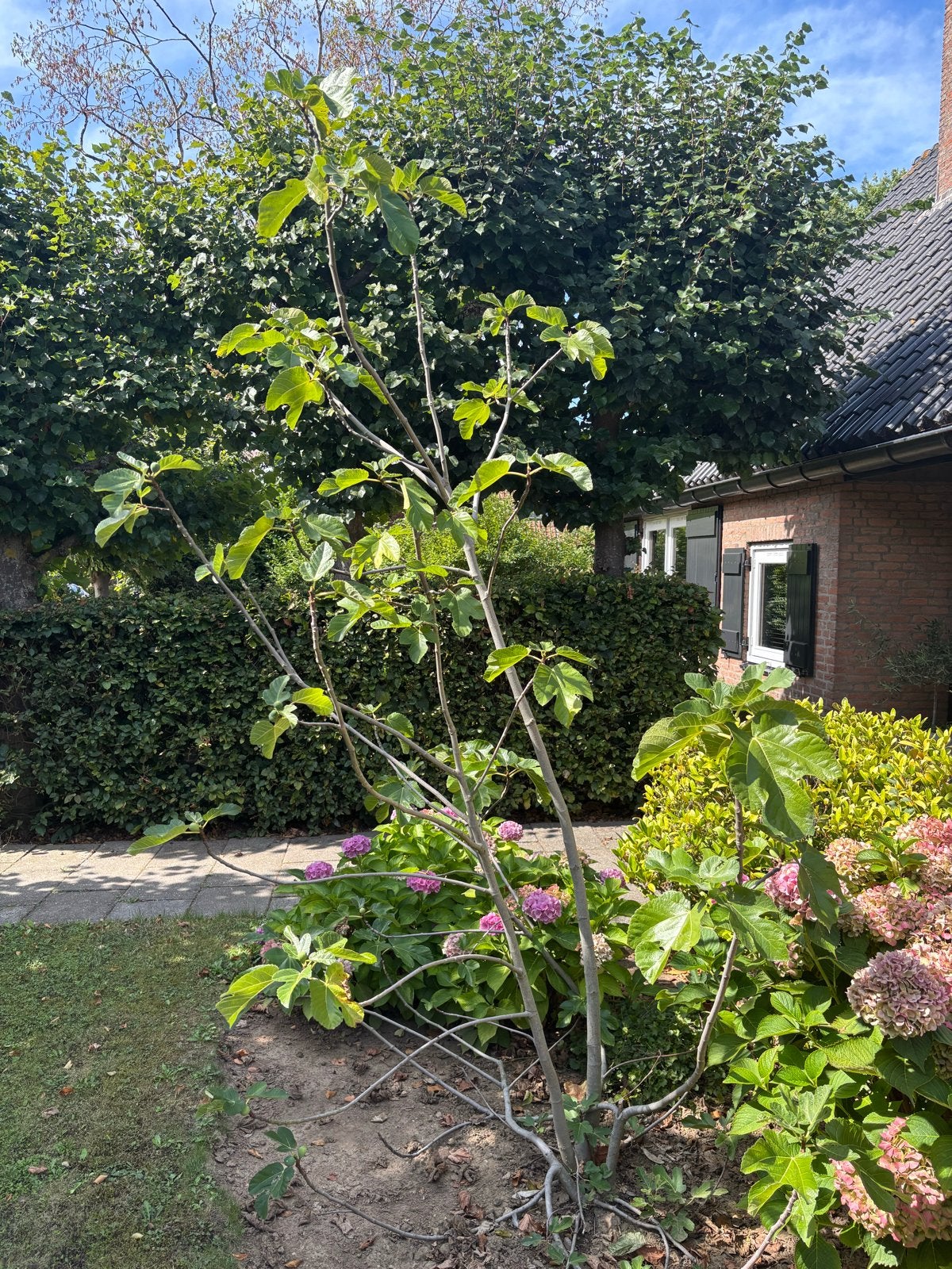 Winterharde Vijgenboom van ongeveer 3 meter, Ophalen, Volle zon, Vaste plant, Zomer