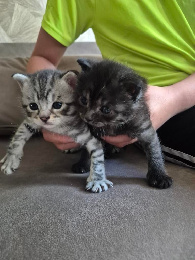 Maincoon kittens, Dieren en Toebehoren, Katten en Kittens | Raskatten | Korthaar, Meerdere dieren