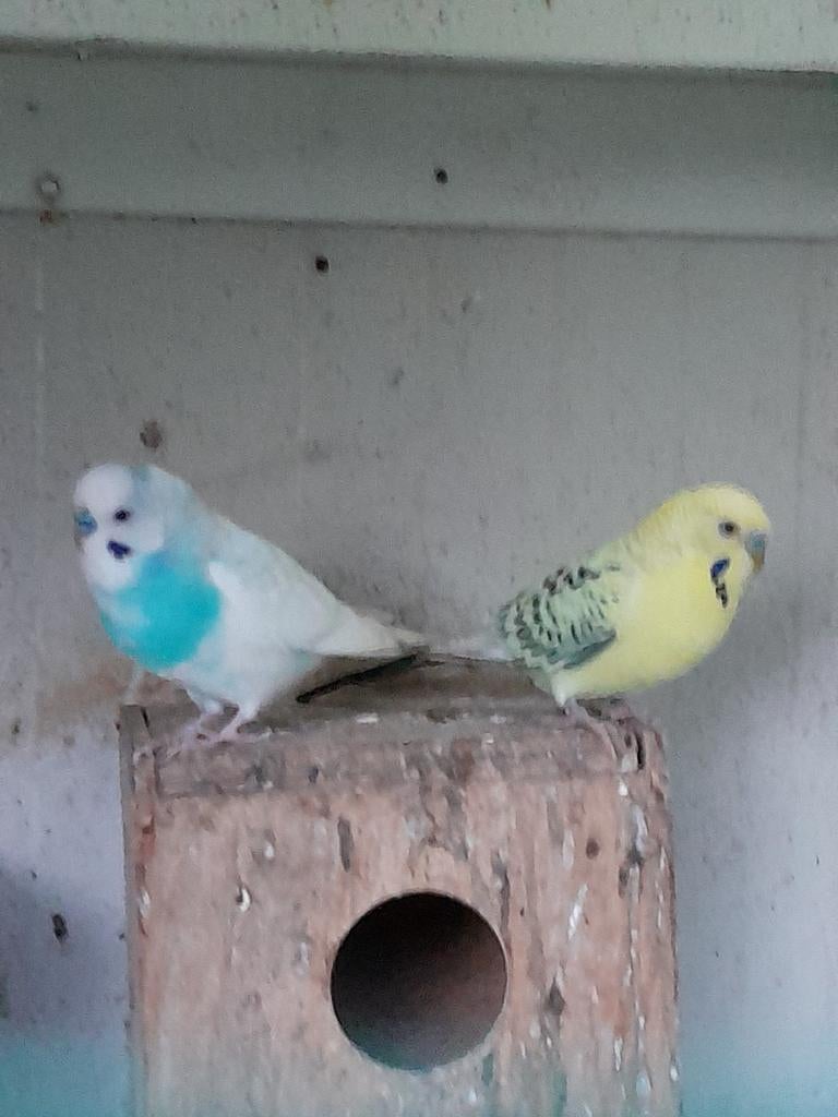 Te koop man grasparkiet, Dieren en Toebehoren, Vogels | Parkieten en Papegaaien, Meerdere dieren, Parkiet