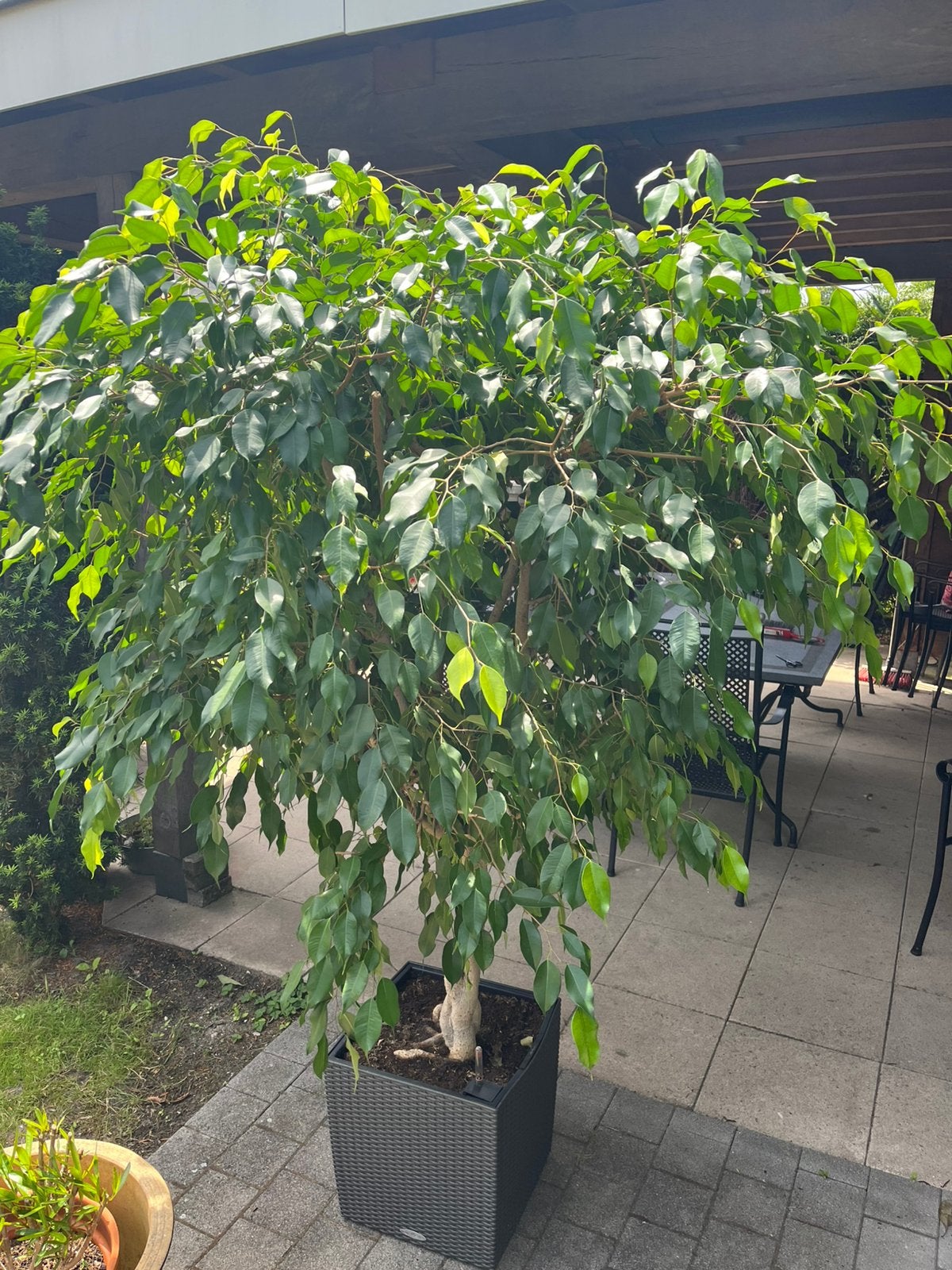 Ficus Benjamin, Halfschaduw, Overige soorten, 100 tot 250 cm, Ophalen