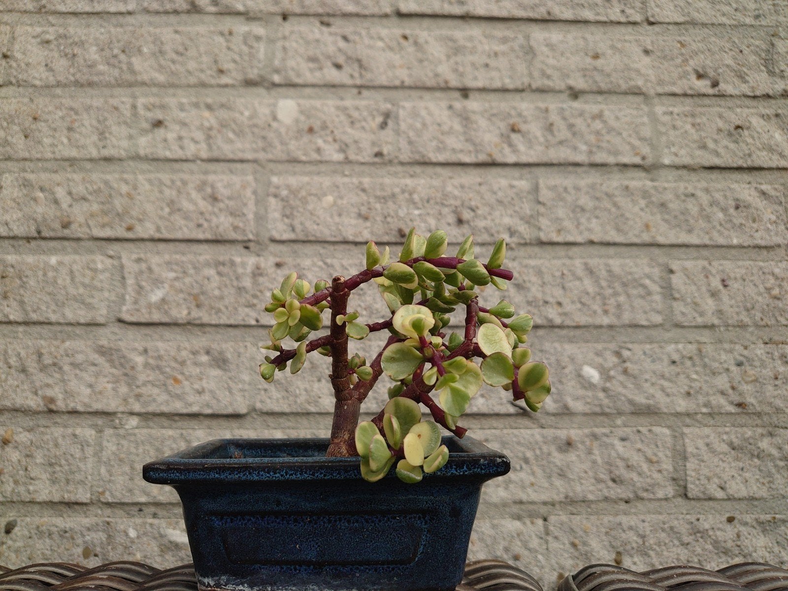Portulacaria Afra Bonsai (var. 'Met') in keramische pot, Ophalen, Halfschaduw, Minder dan 100 cm