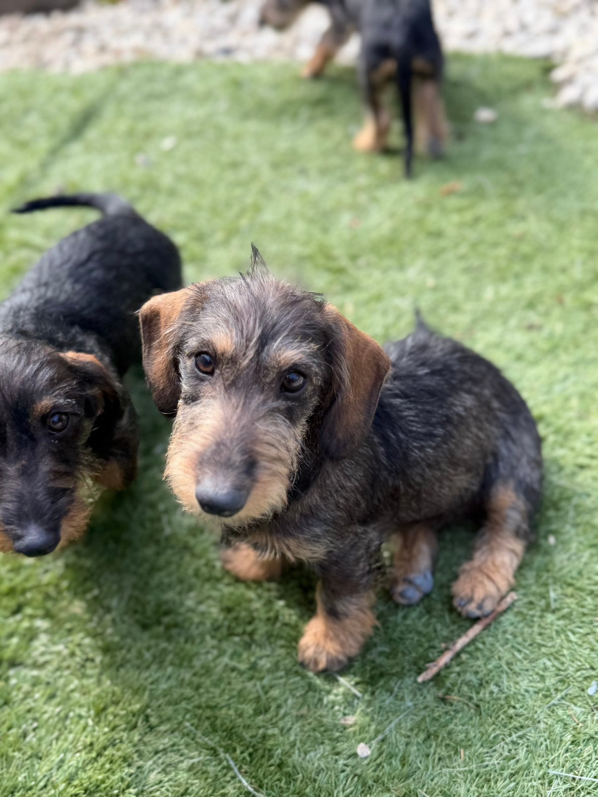 Laatste Ruwharige teckel pup, Dieren en Toebehoren, Honden | Teckels en Dashonden, Meerdere dieren, Ruwhaar, Standaard, Particulier