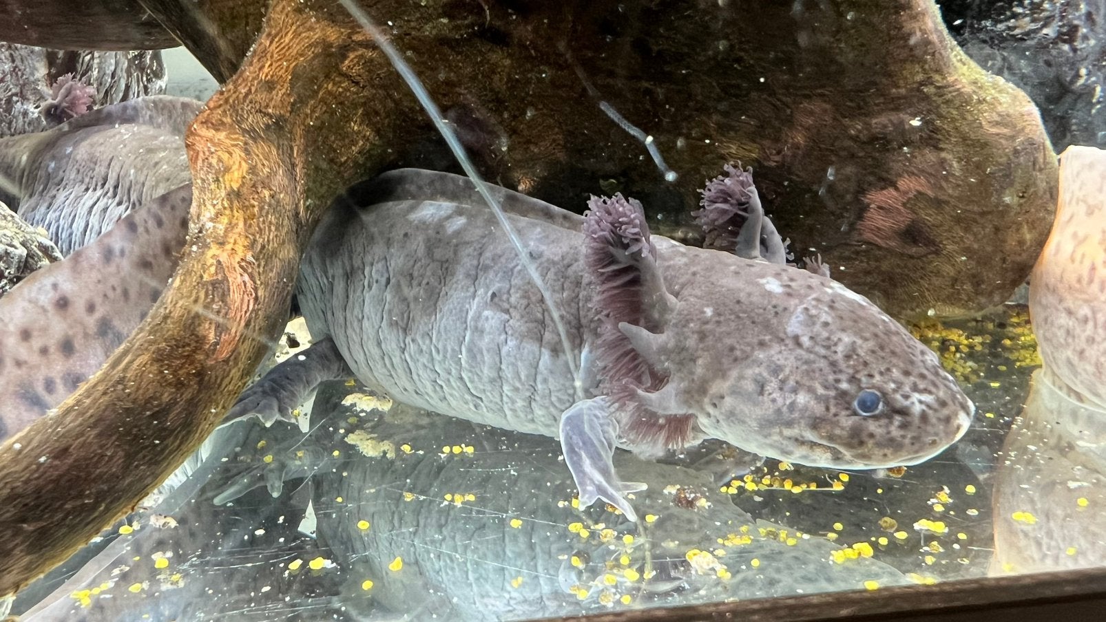 Axolotl’s te koop koppel Ambystoma Mexicanum, Amfibie, 0 tot 2 jaar