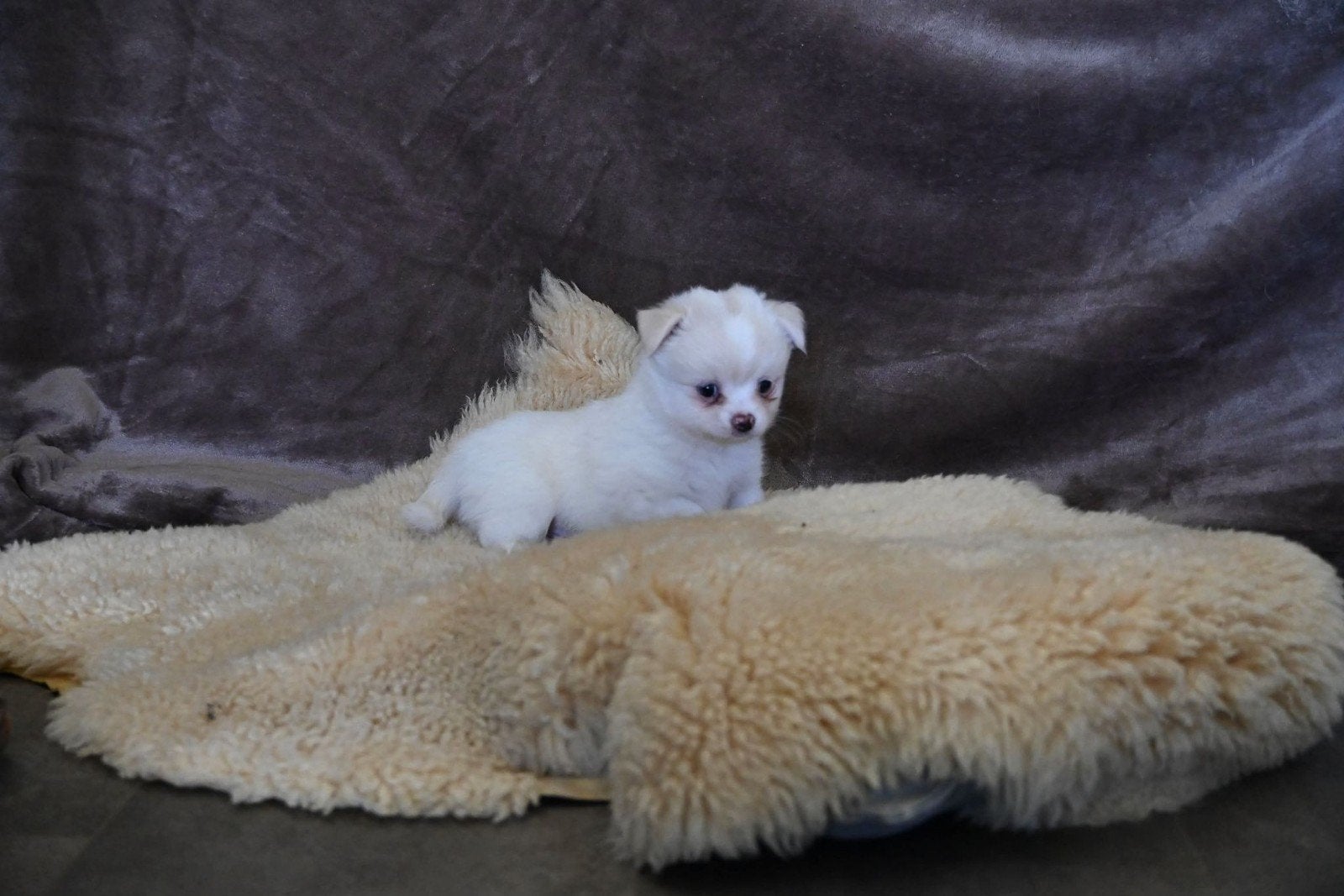 Pomchi puppies, Overige rassen, 8 tot 15 weken, Meerdere, Meerdere dieren