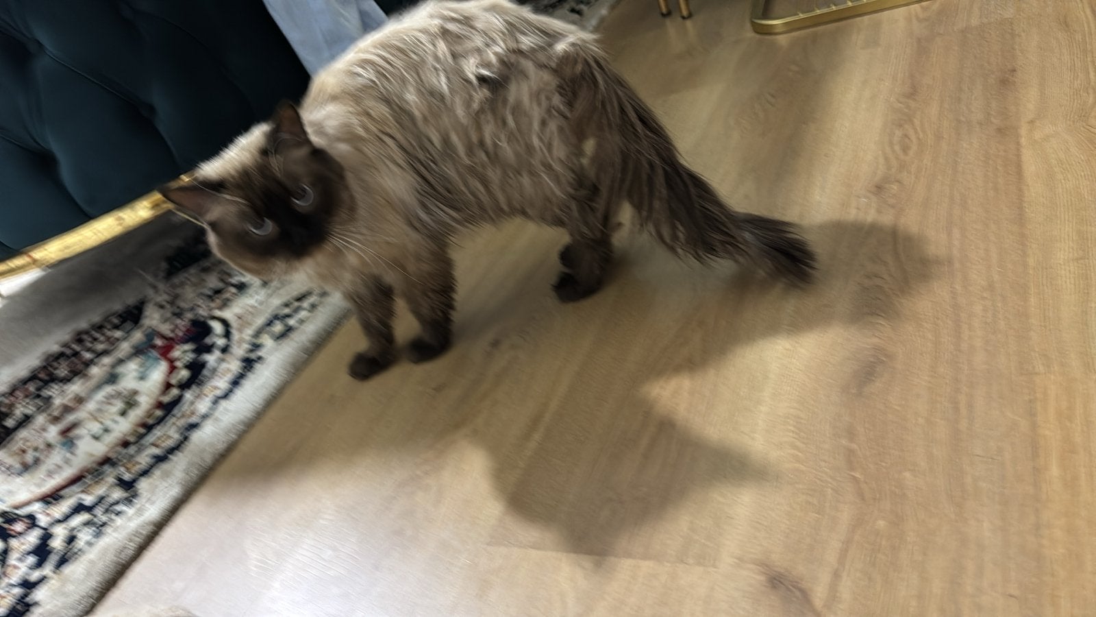 hij is echt rustig en lief, Dieren en Toebehoren, Katten en Kittens | Overige Katten, Kater, 0 tot 2 jaar