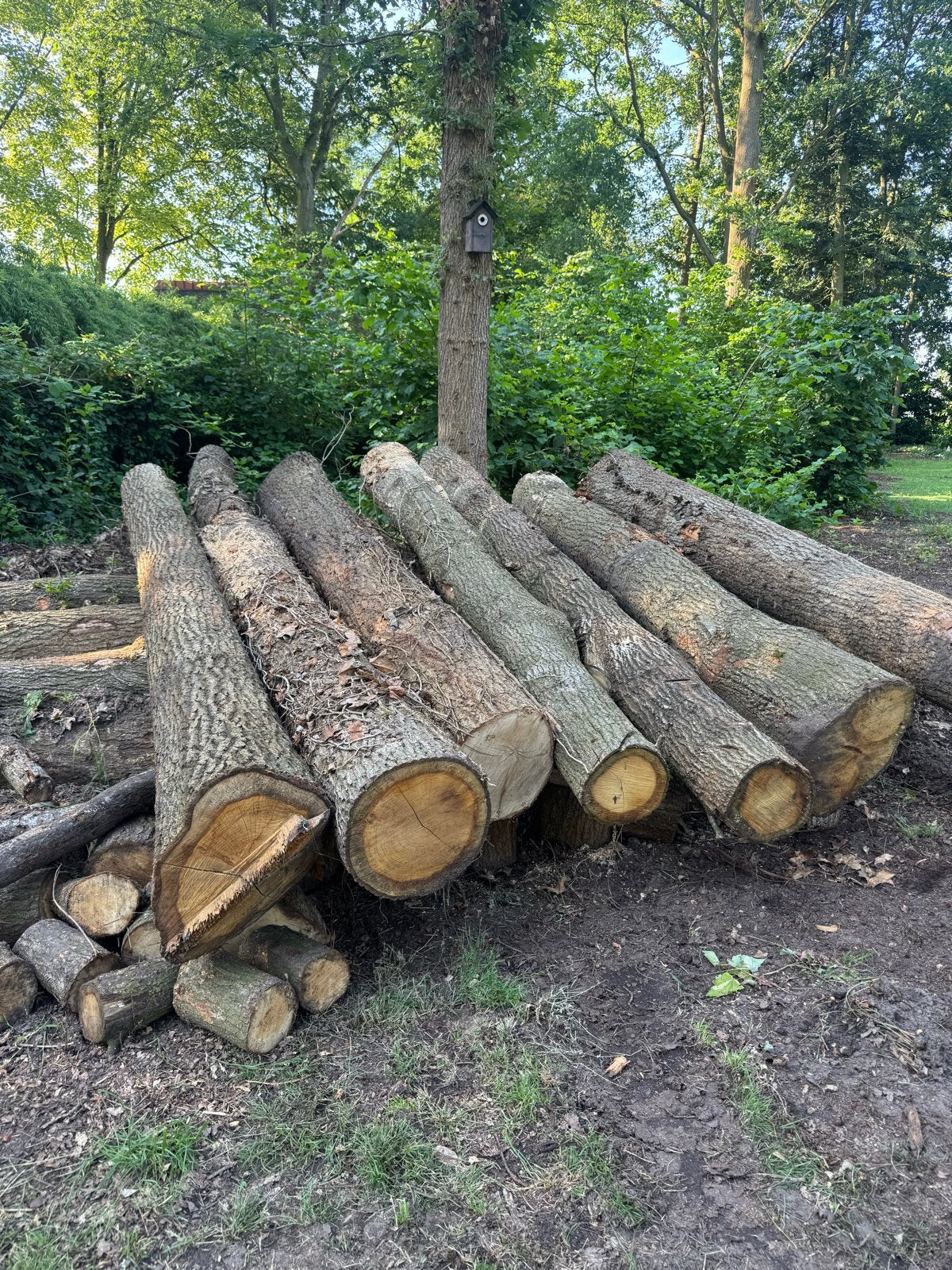 Grote partij eikenhout stammen, 6 m³ of meer, Ophalen, Eikenhout, Stammen