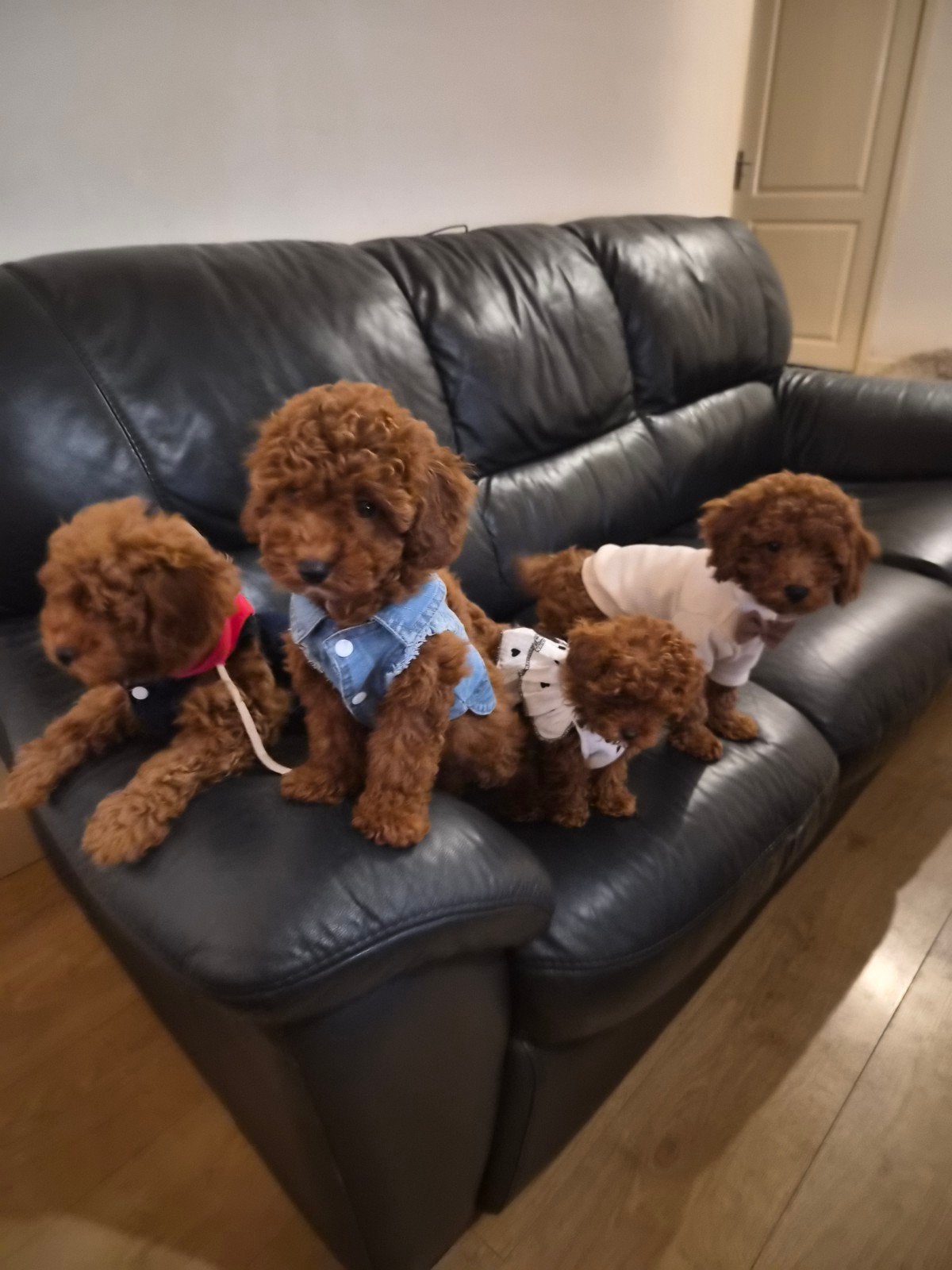 Toy poodle toy poedel, Poedel, Particulier, 15 weken tot 1 jaar, Buitenland