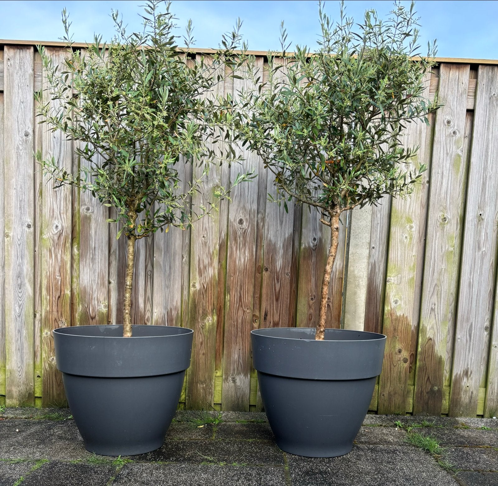 Twee prachtige olijfbomen op stam inclusief sierpotten., Tuin en Terras, Planten | Tuinplanten, Vaste plant, Overige soorten, Volle zon