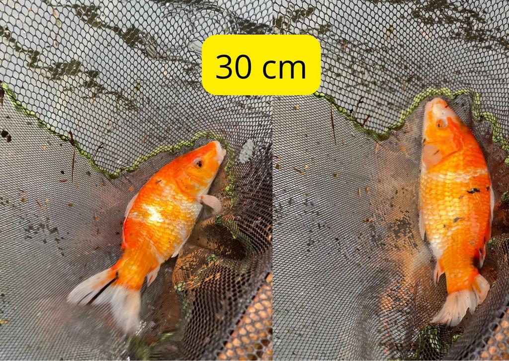Japanse koi karpers te koop, Dieren en Toebehoren, Vissen | Vijvervissen, Karper of Koi
