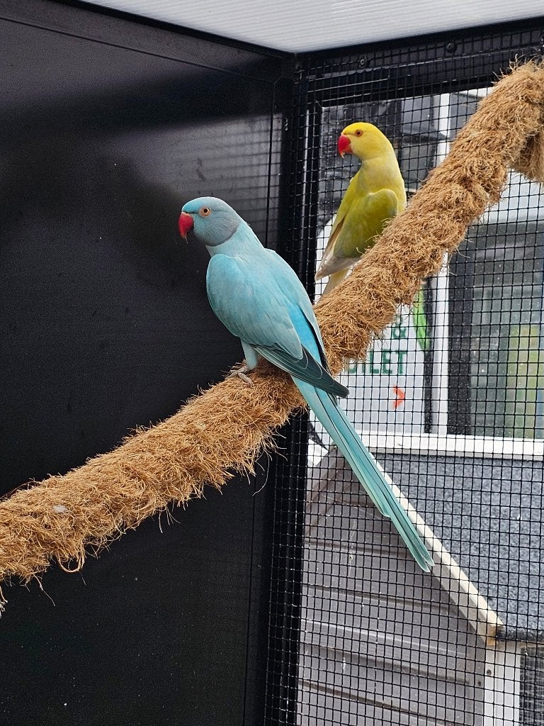 Halsband parkieten | Volwassen koppels | Passend advies