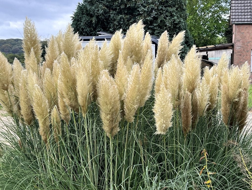 Grote en sterke pampas gras pluimen, Ophalen, Nieuw