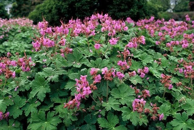 Geranium macrorrhizum kleur roze

(€1,- per stuk), Ophalen, Overige soorten, Volle zon