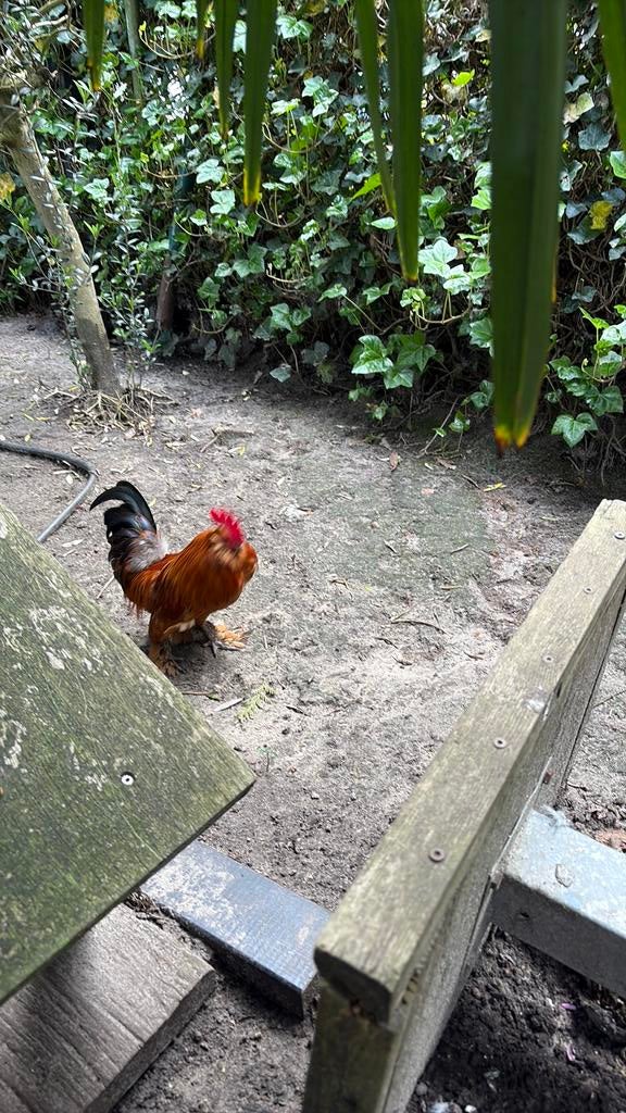 Ukkelse baardkriel haan, Dieren en Toebehoren, Mannelijk, Kip