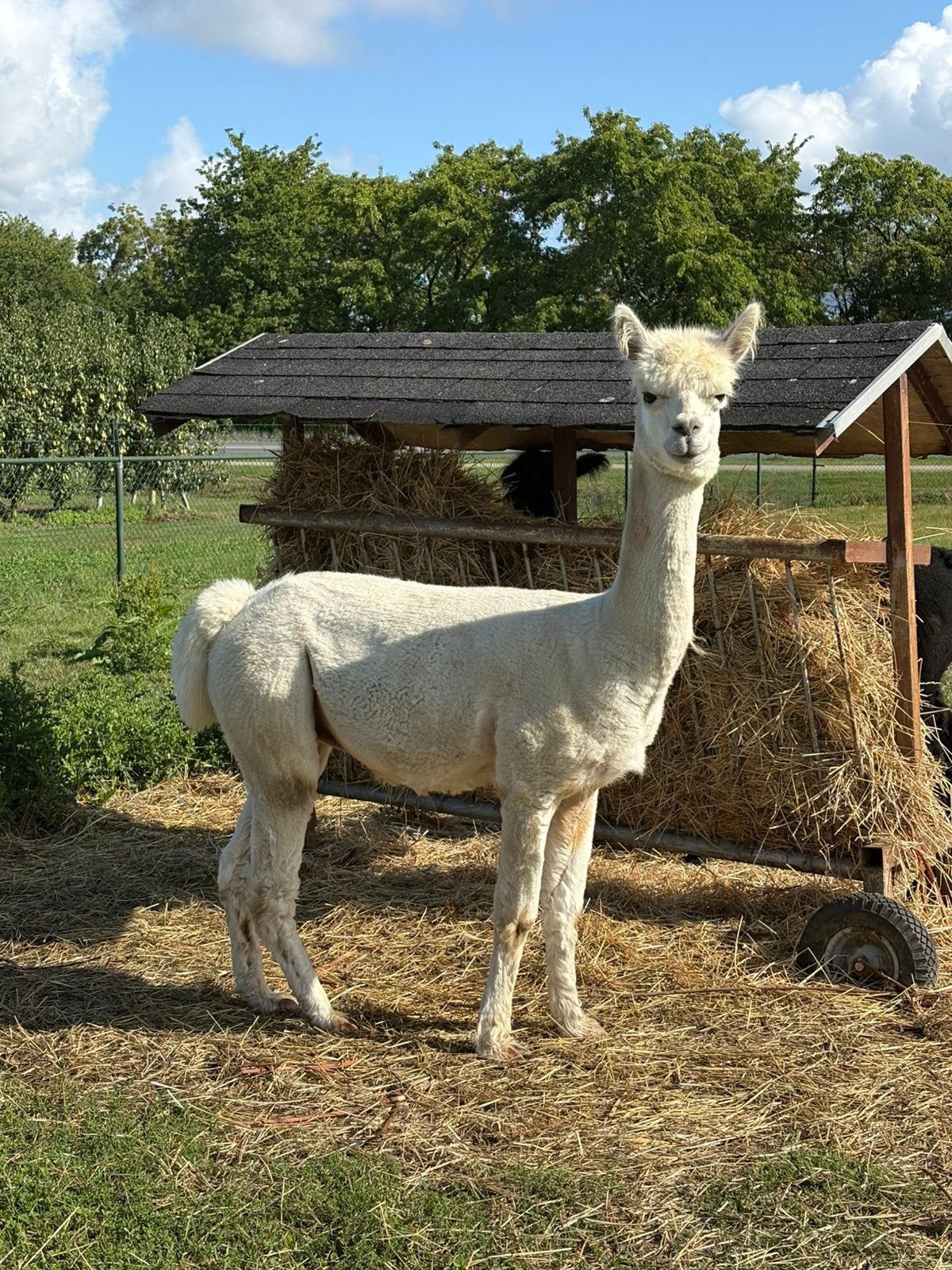 Alpaca hengst, Dieren en Toebehoren, September, Mannelijk
