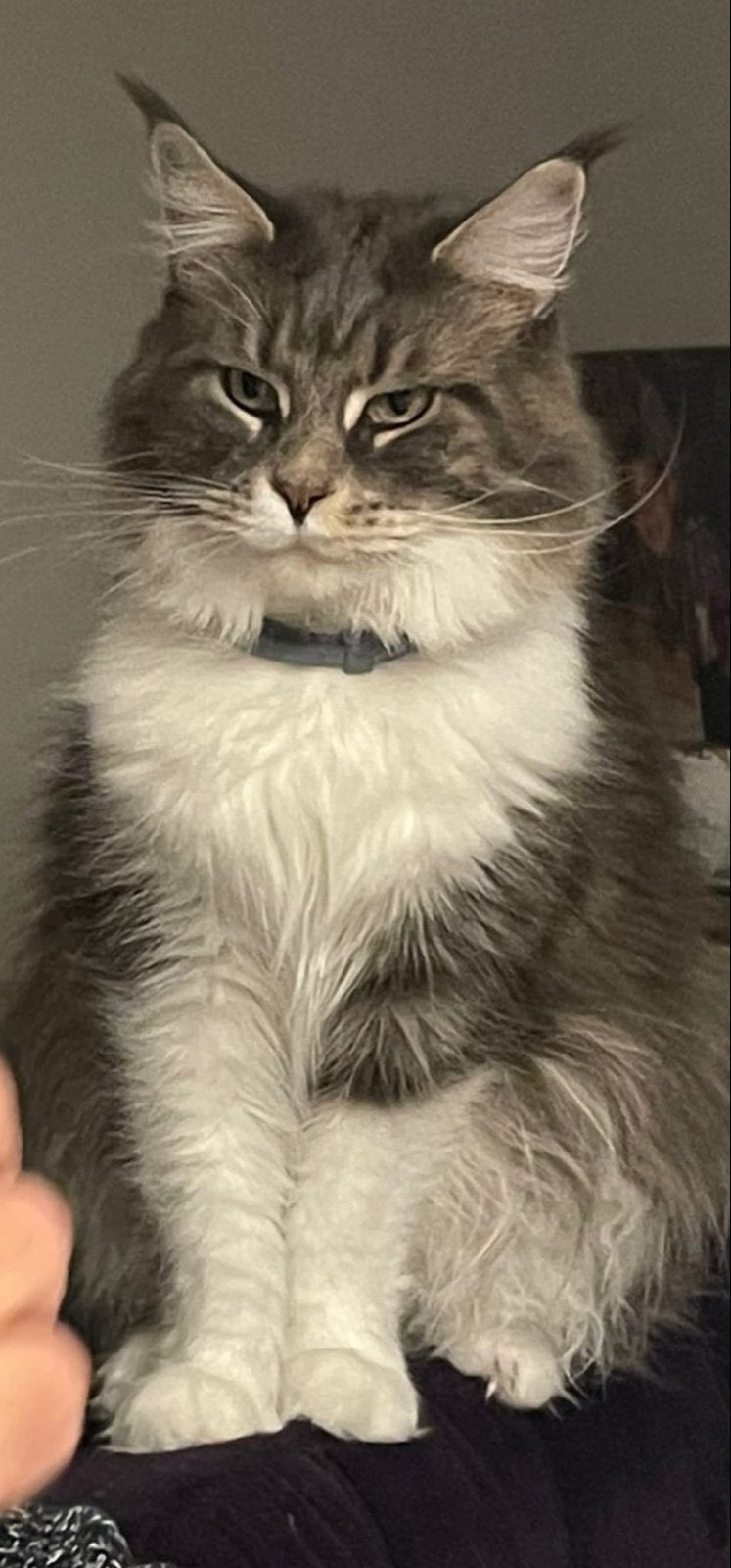 Lieve Maine Coon 4 jaar oud met stamboom, Poes, Langharig, 3 tot 5 jaar
