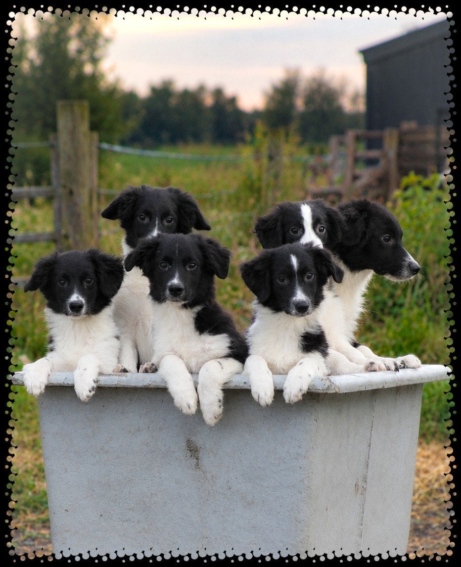 leuke kruising friese stabij x border collie pups te koop, Dieren en Toebehoren, Overige rassen, 8 tot 15 weken, CDV (hondenziekte)
