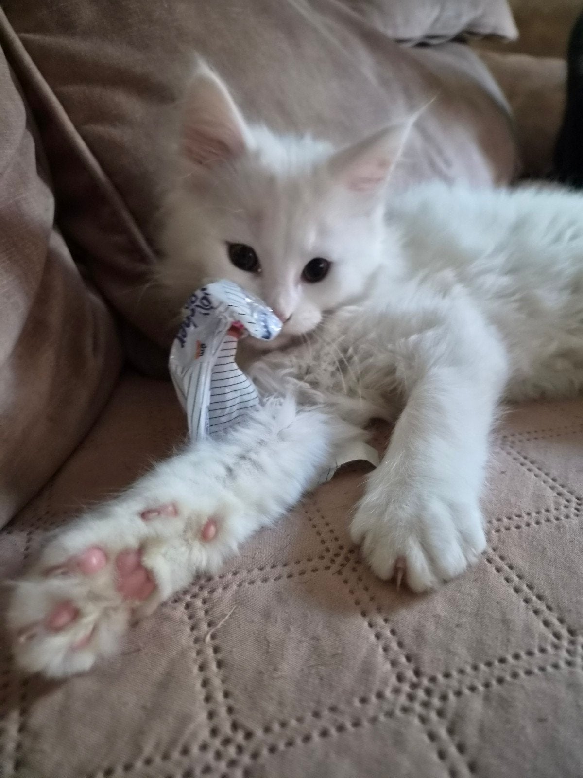 ♡  maine coon kitten    ♡, Dieren en Toebehoren, Kater, Ontwormd, 0 tot 2 jaar