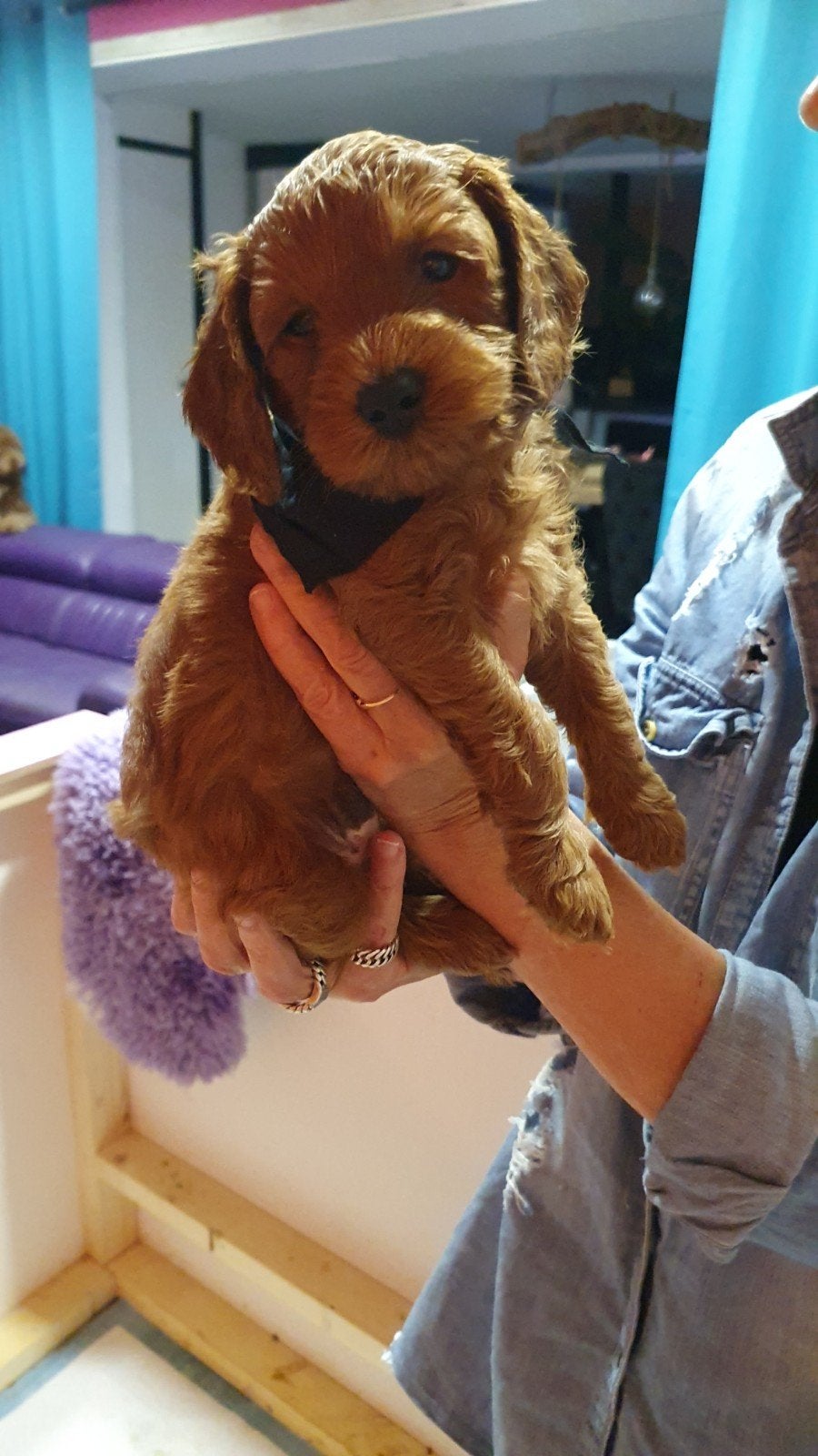 Rode Mini Australian/Labradoodle Pups, Dieren en Toebehoren, Parvo, Overige rassen, 8 tot 15 weken, Meerdere
