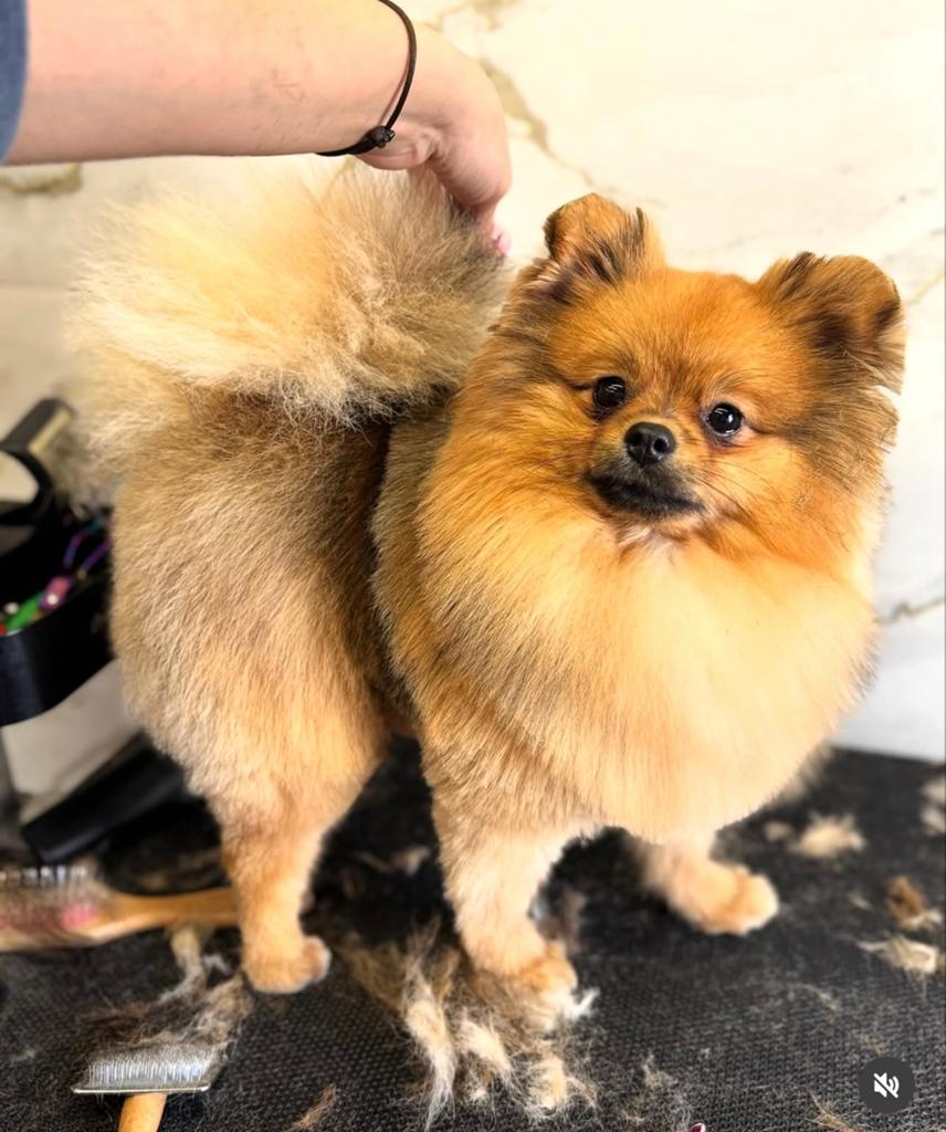 Dekreu aangeboden / pomeriaan, Dieren en Toebehoren, Honden | Poolhonden, Keeshonden en Oertypen, 1 tot 2 jaar, Parvo, Eén hond