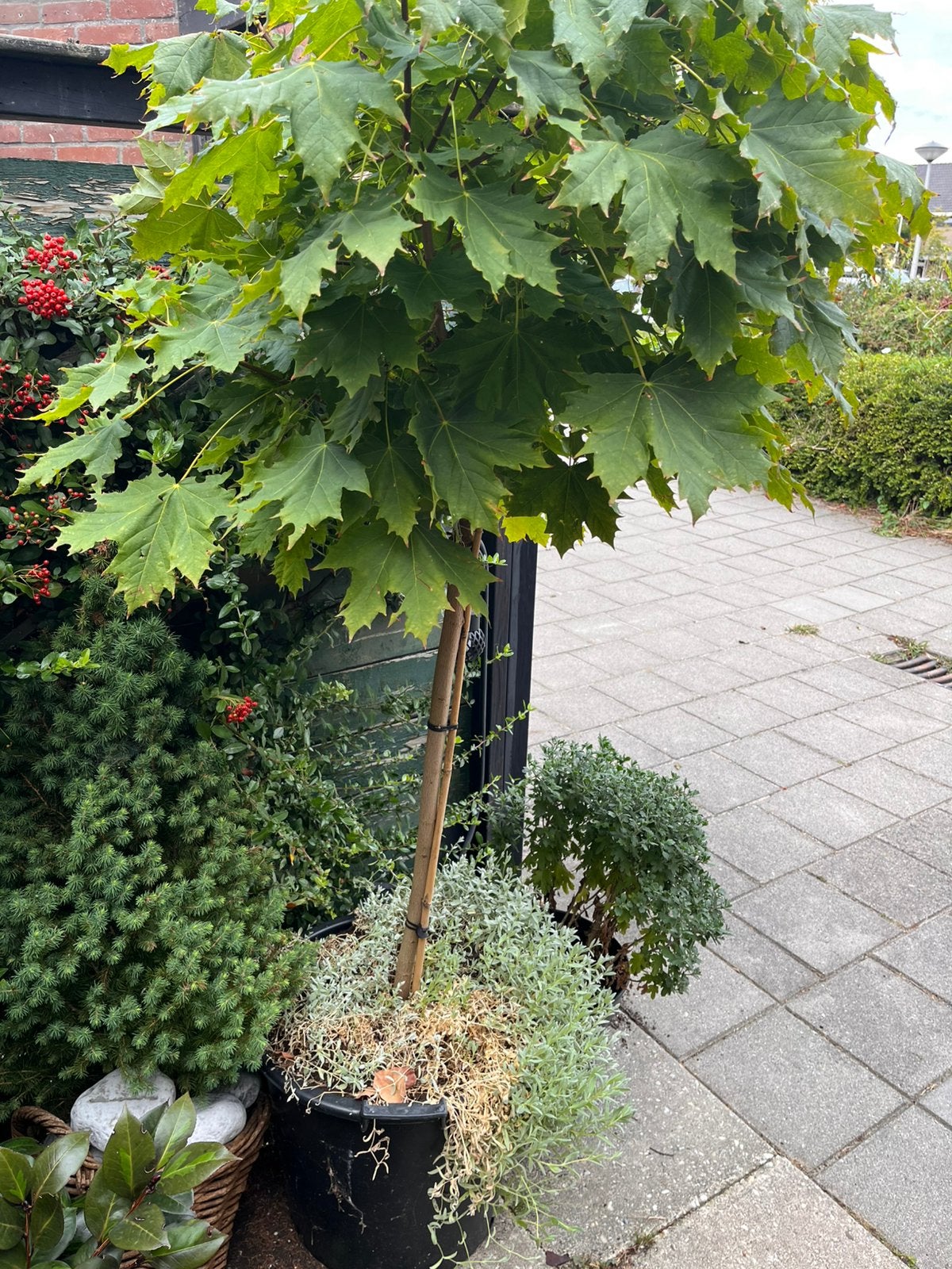 Prachtige Acer Globusum, Tuin en Terras, Ophalen, Bloeit niet, Halfschaduw, Overige soorten