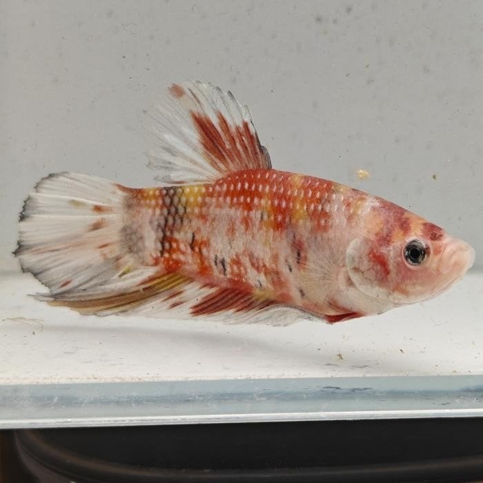 Betta splendens man 54, Vis