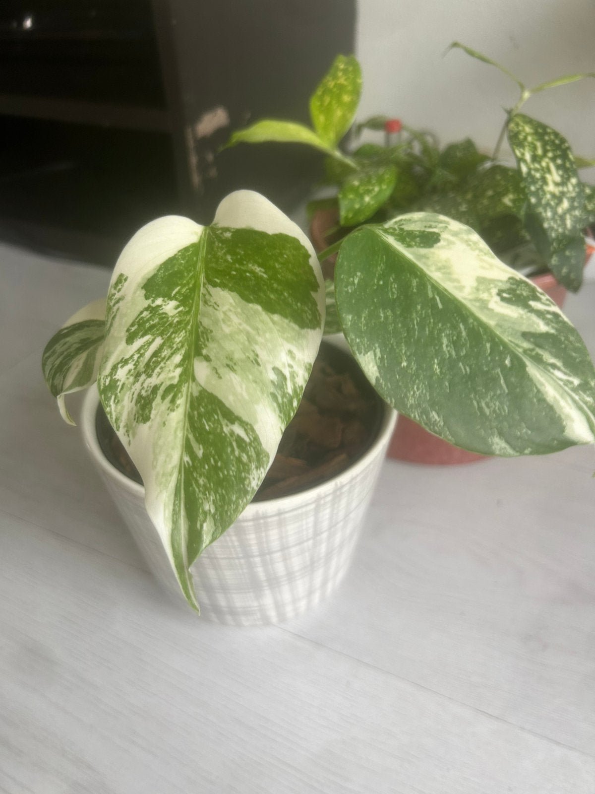 Monstera albo variegata n 3, Huis en Inrichting, Overige soorten, In pot, Minder dan 100 cm, Halfschaduw