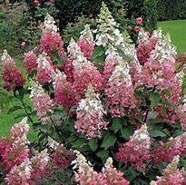 Hydrangea paniculata Pinky Winky in een 3 liter pot, Tuin en Terras, Volle zon, Vaste plant, Zomer, Ophalen
