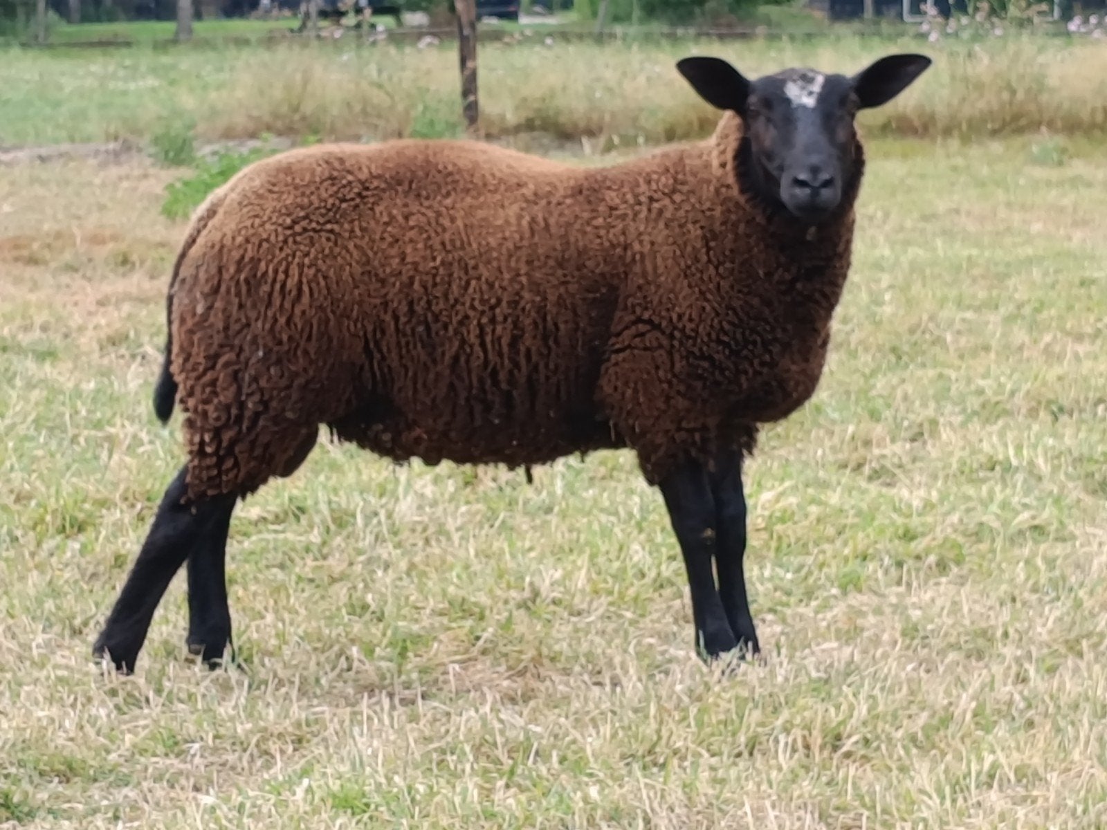 mooie rammen, Mannelijk, Schaap, 0 tot 2 jaar