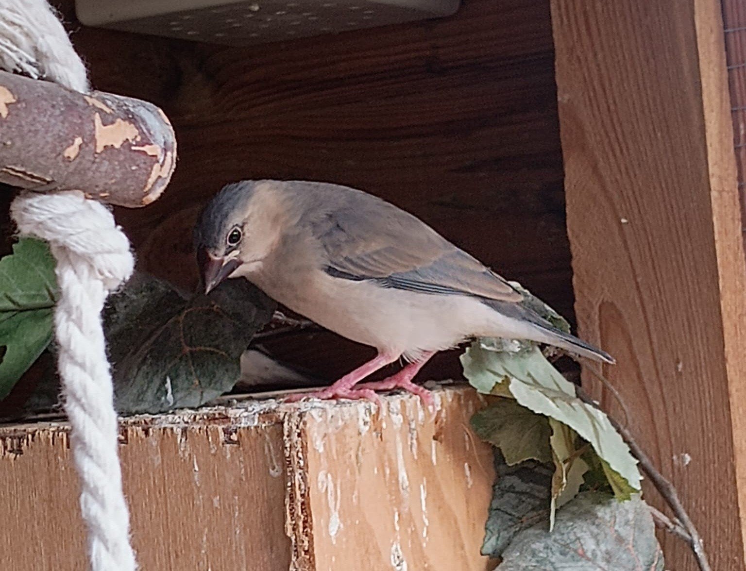 Jonge Rijstvogels, Dieren en Toebehoren, Geslacht onbekend