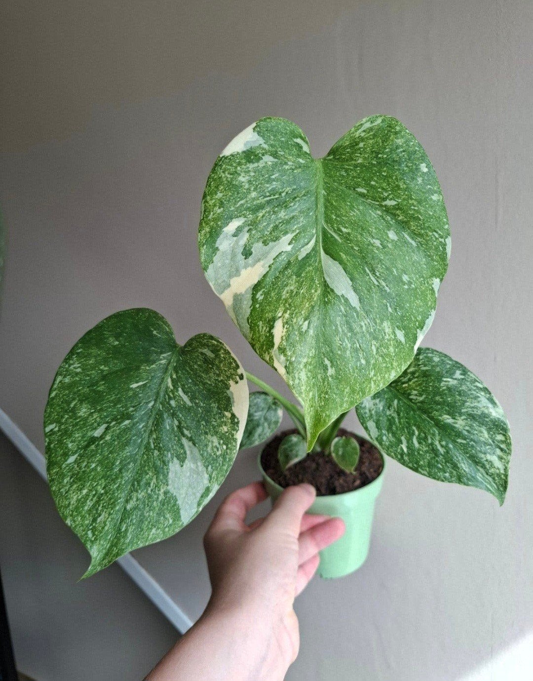 Monstera Green Snow, Huis en Inrichting, Ophalen of Verzenden, Halfschaduw, Minder dan 100 cm