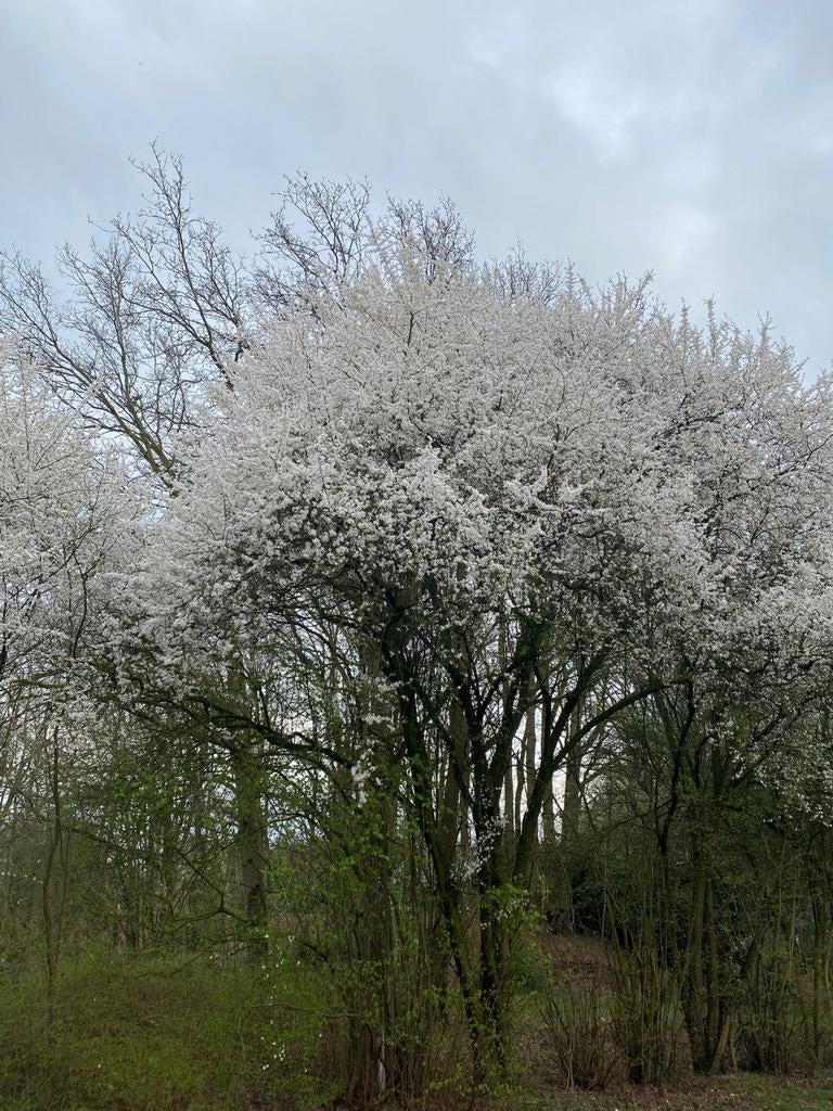Gezocht vrijwilliger op camping in ruil voor staplaats, Vacatures, Overige niveaus, Starter, Overige vormen
