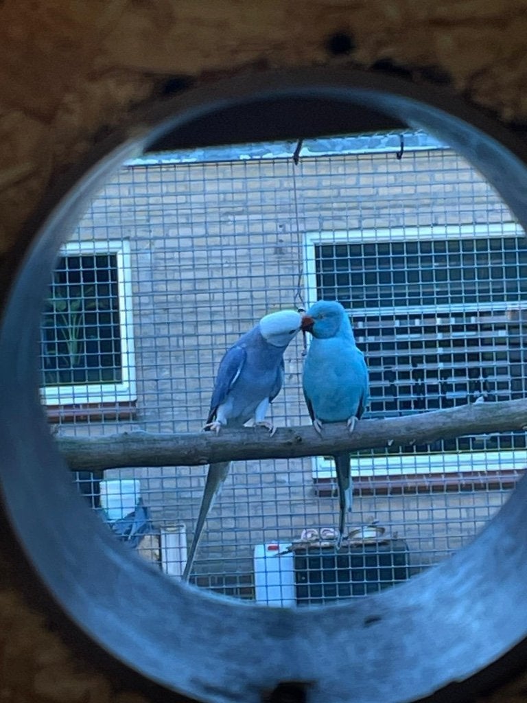 Halsbandparkieten, Dieren en Toebehoren, Vogels | Parkieten en Papegaaien, Geslacht onbekend, Parkiet, Geringd