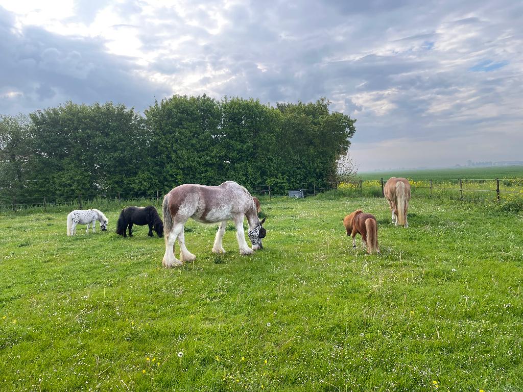 Gezocht koudbloed, Dieren en Toebehoren, Paarden, B, 7 tot 10 jaar, Merrie, Gechipt