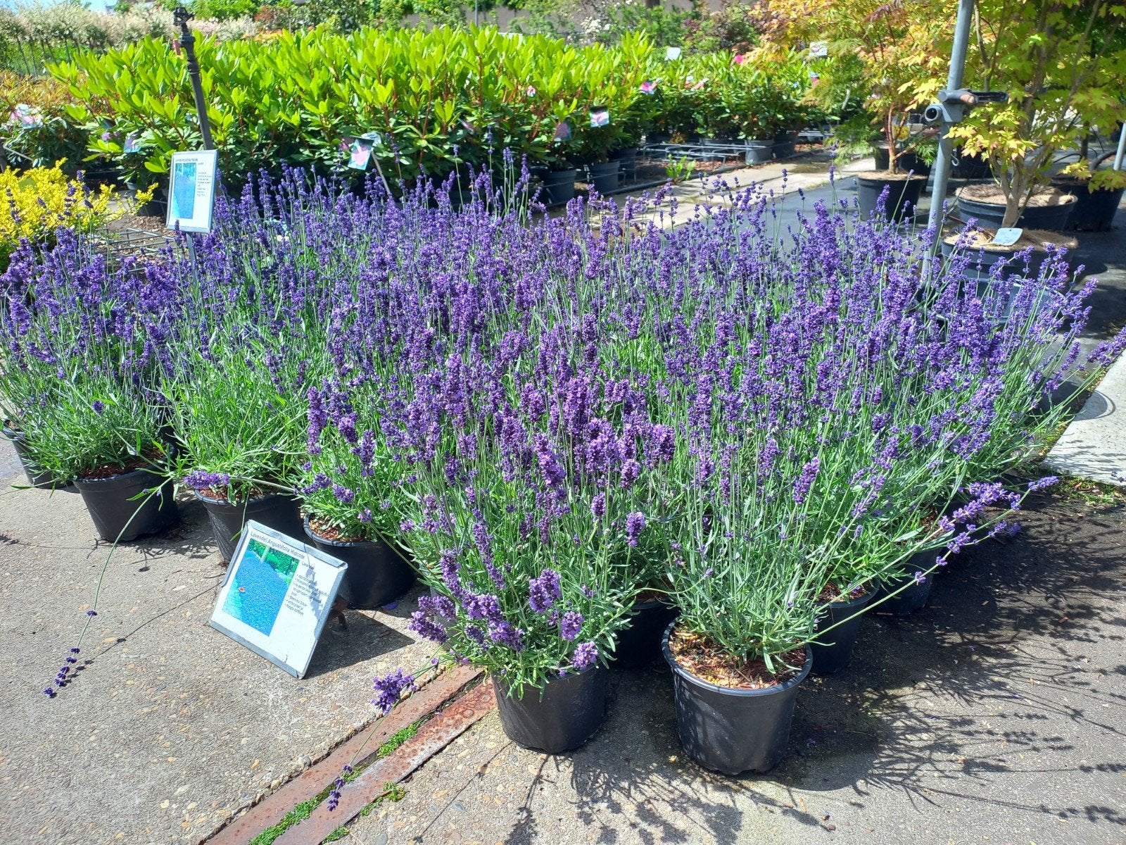 Lavendel hidcote 2 literpot €3,95 3 voor €10,=, Ophalen, Overige soorten, Volle zon