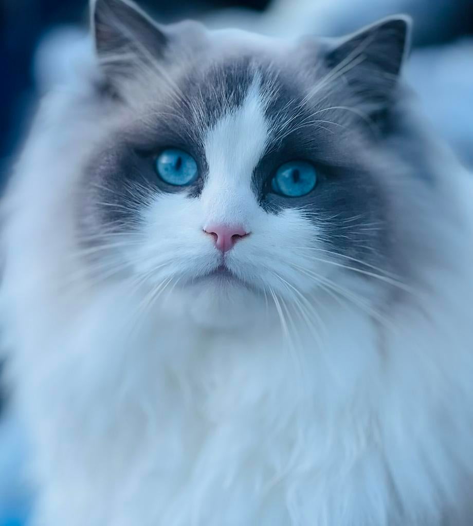 Met zorg herplaatsbaar: Ragdoll katers voor passende cattery
