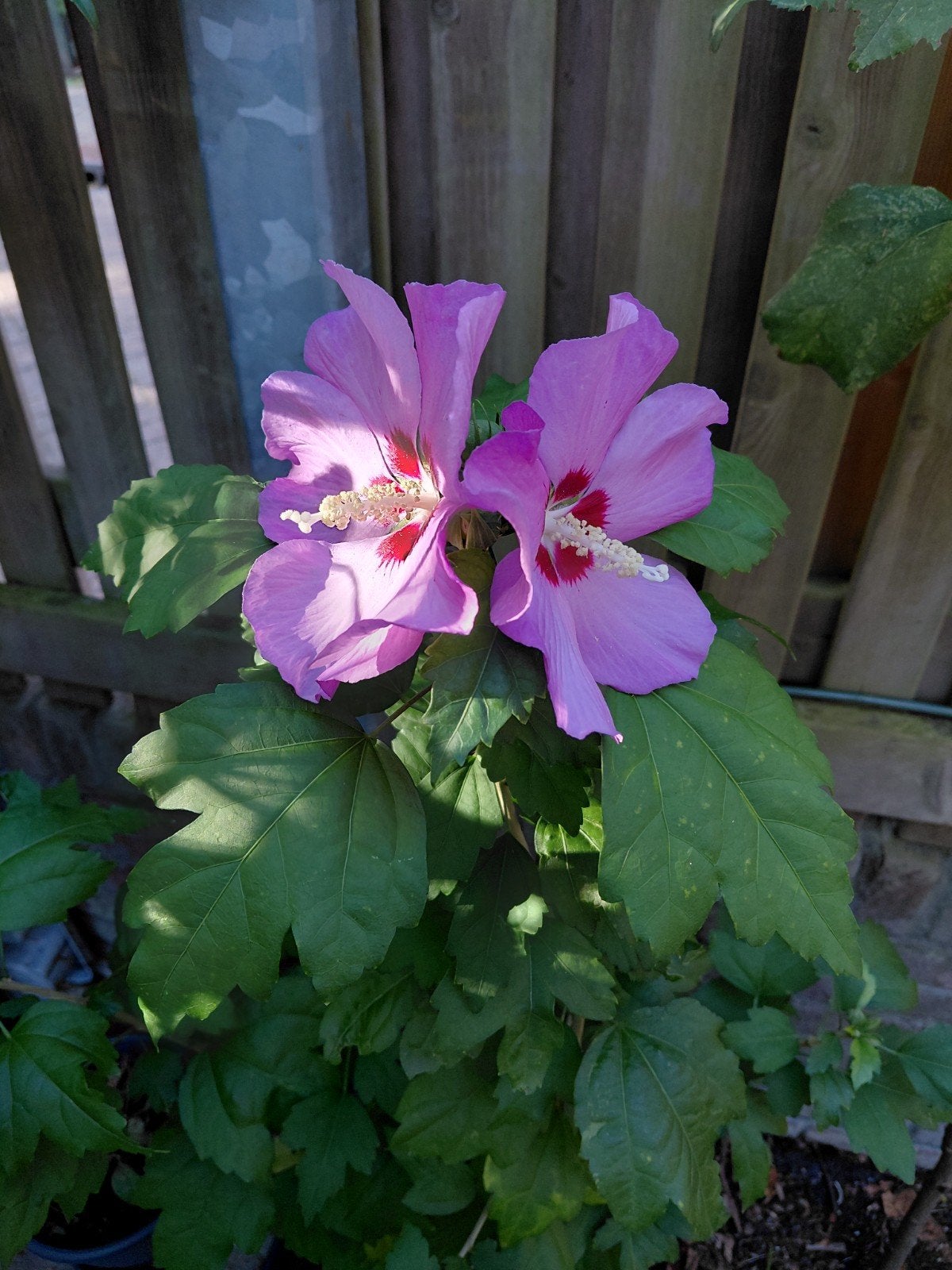 Hibiscus, Ophalen of Verzenden, Overige soorten, Volle zon