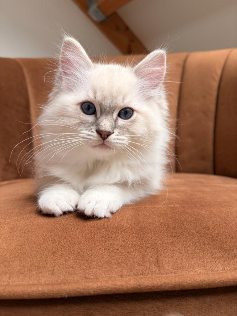 Ragdoll kitten poesje, Dieren en Toebehoren, Poes